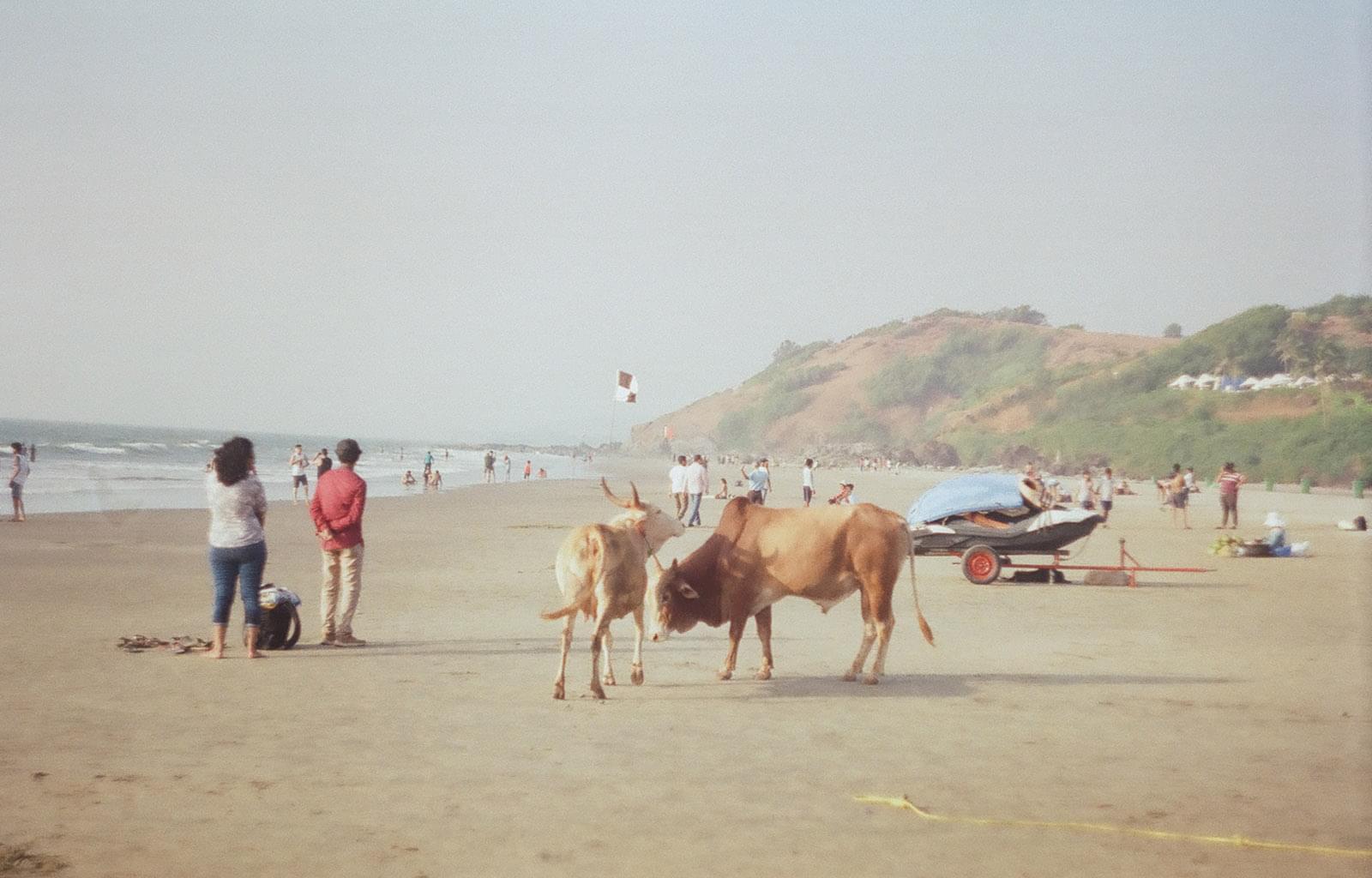 Коровы на пляже