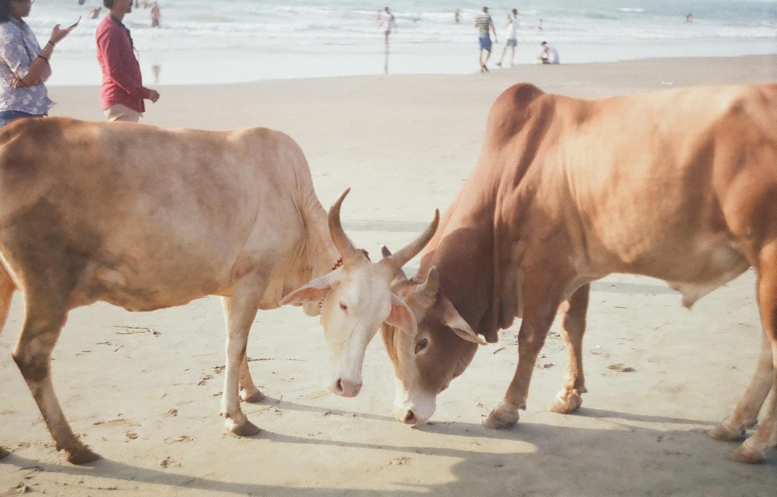 Коровы бодаются на пляже