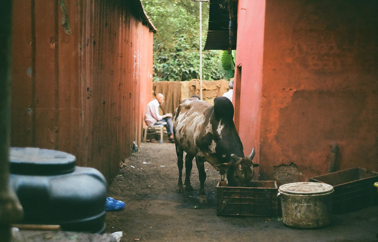 Корова пьёт из пластикового ящика