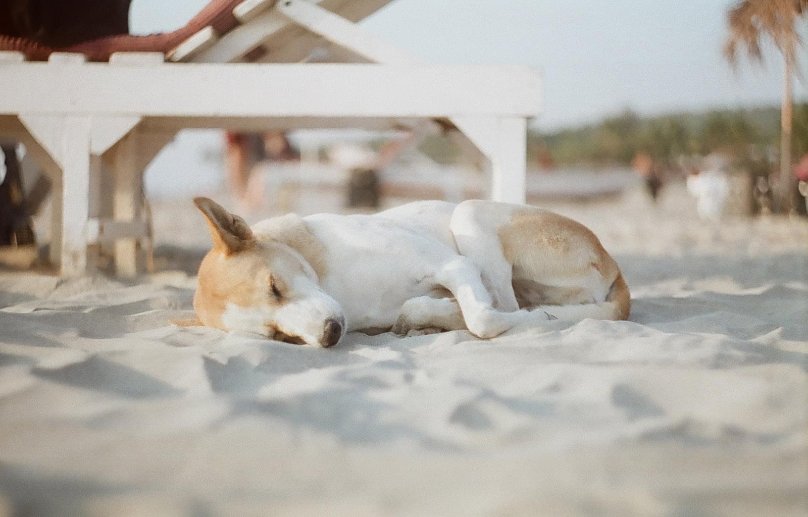 Собака спит на пляже