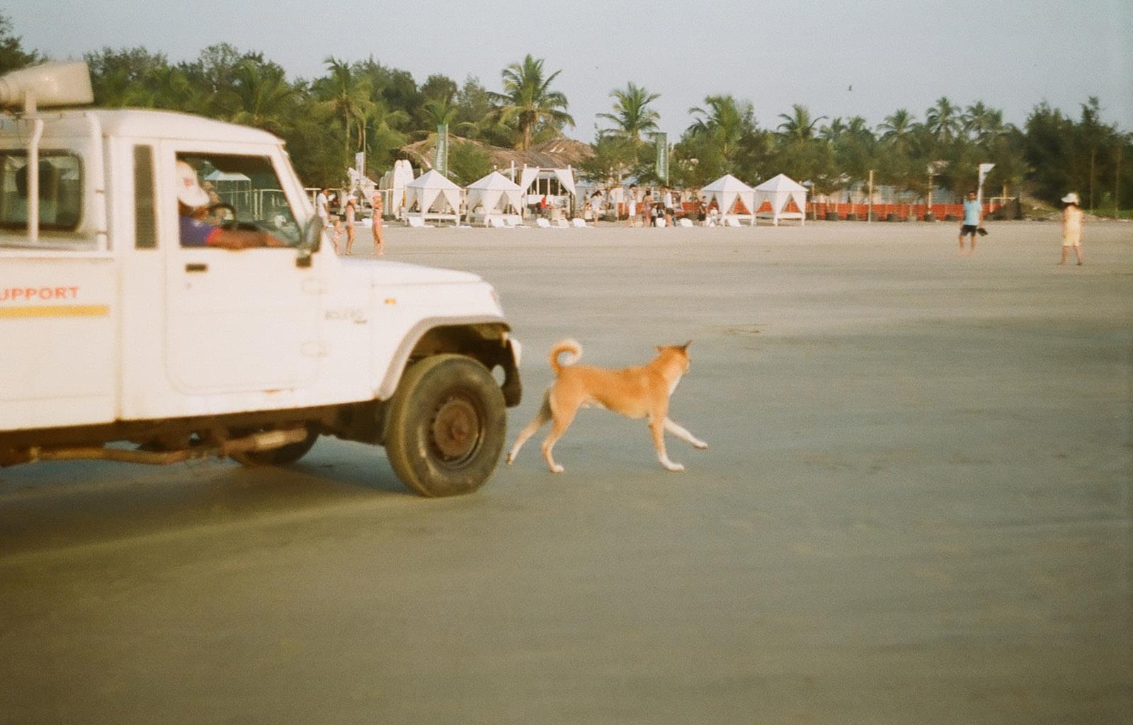 Собака убегает от машины на пляже
