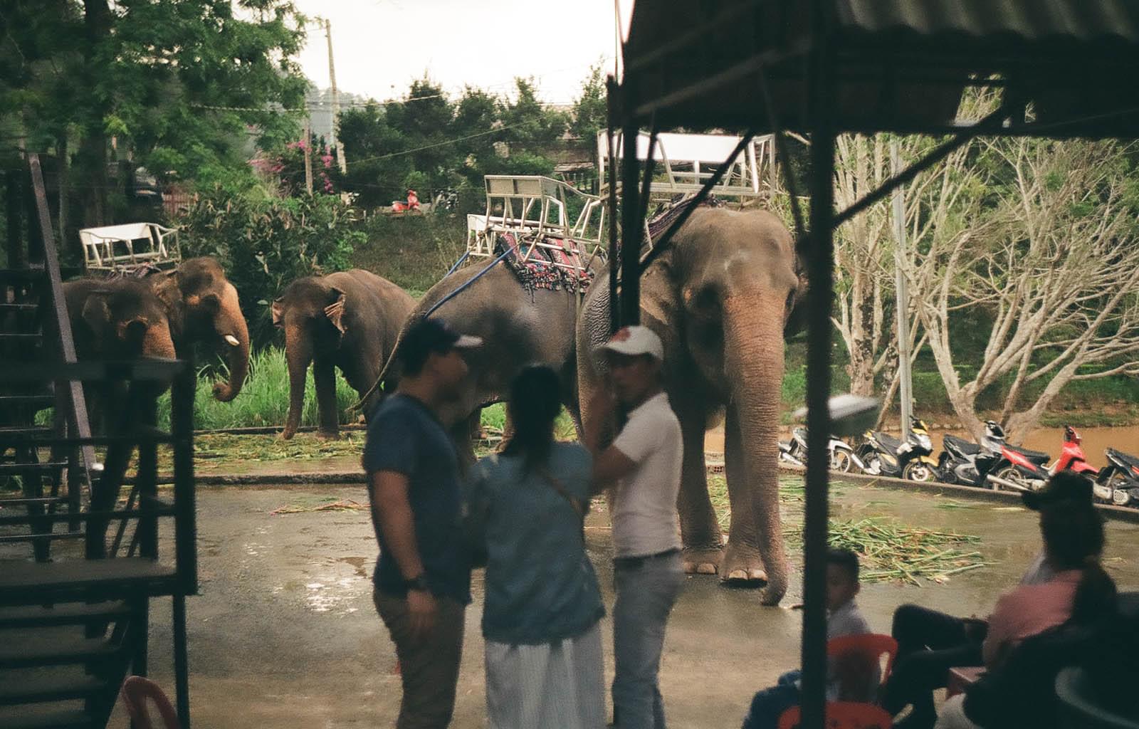 Слоны рядом с людьми