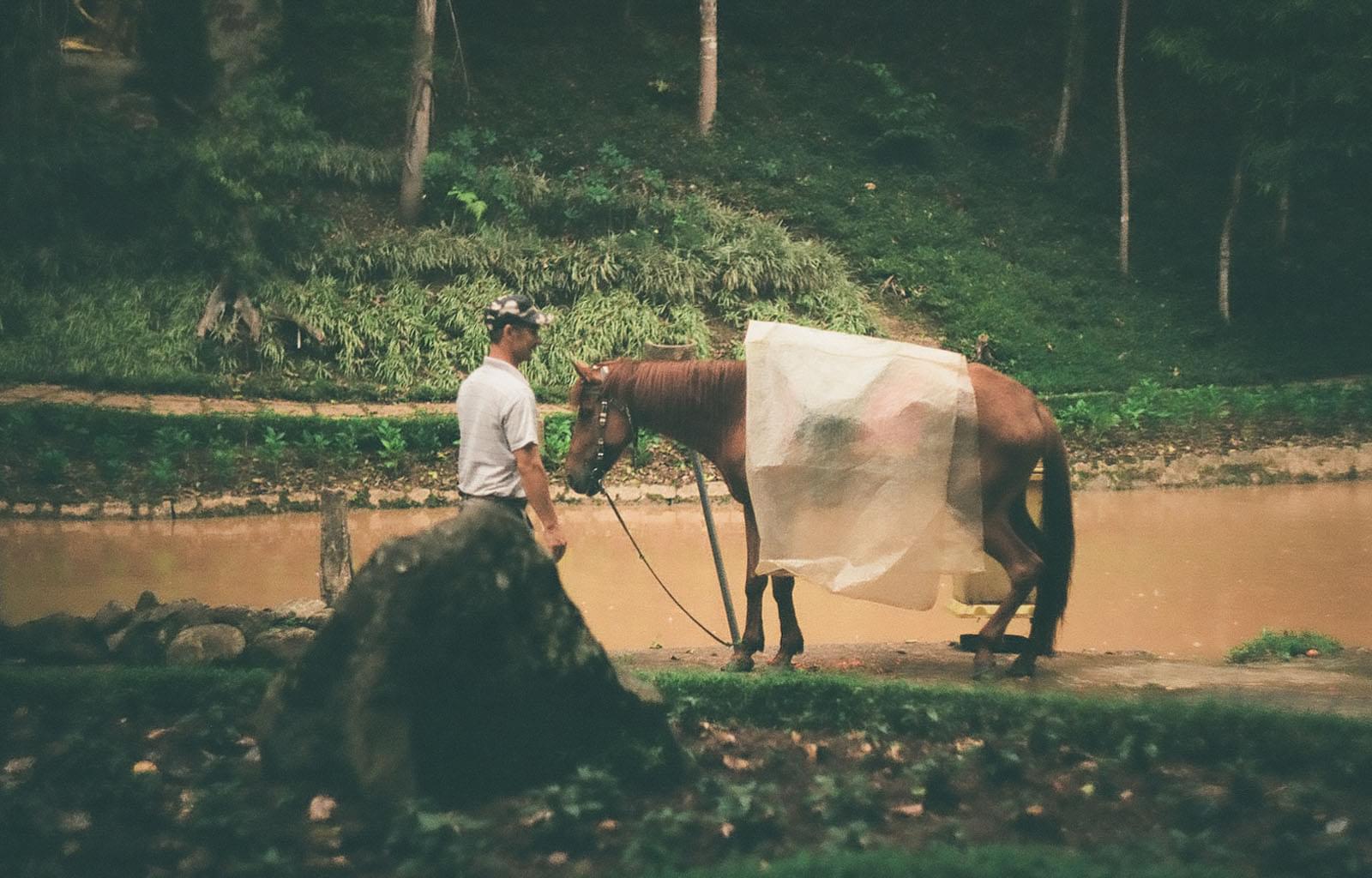 Лошадь прячут от дождя