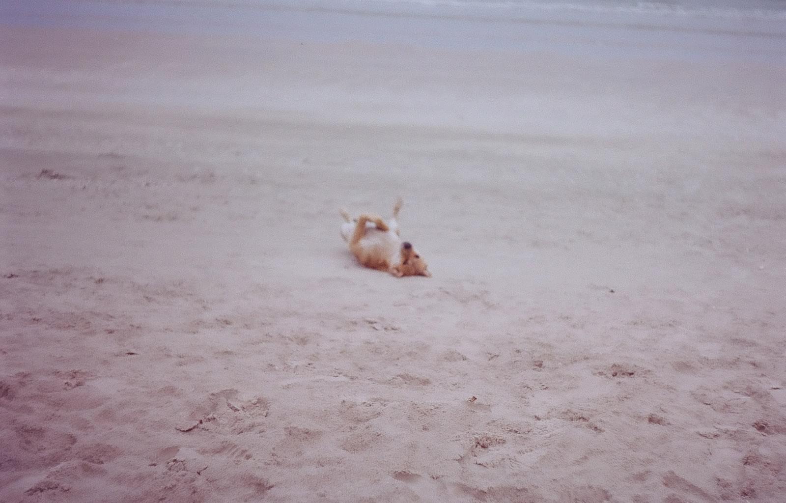 Собака отдыхает на пляже